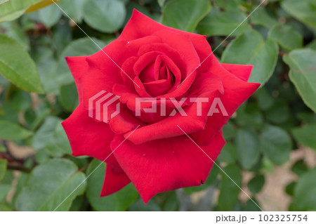赤いバラの花 102325754