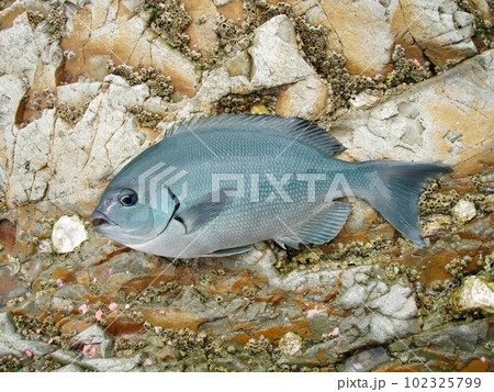 磯釣りで釣り上げられたのかわいい青灰色のオナガメジナ魚体 磯釣りで釣り上げられたのかわいい青灰色のオナガメジナ魚体 102325799