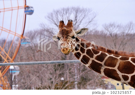 冬の北海道釧路市動物園のアミメキリン 102325857