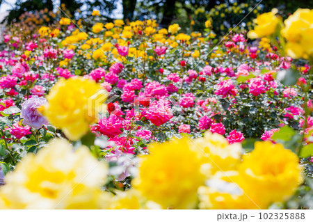 与野公園の薔薇 与野公園の薔薇 102325888