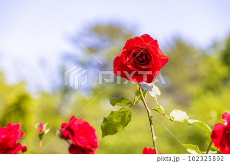 与野公園の薔薇 与野公園の薔薇 102325892