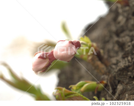 ツボミのサクラ ツボミのサクラ 102325918