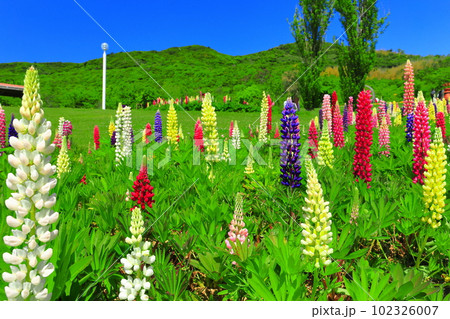 【兵庫県】晴天の国営明石海峡公園のポプラの丘 【兵庫県】晴天の国営明石海峡公園のポプラの丘 102326007