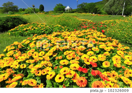 【兵庫県】晴天の国営明石海峡公園の風の丘（キンセンカ） 102326009