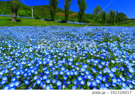 【兵庫県】晴天の国営明石海峡公園のネモフィラ(ポプラの丘) 【兵庫県】晴天の国営明石海峡公園のネモフィラ(ポプラの丘) 102326017
