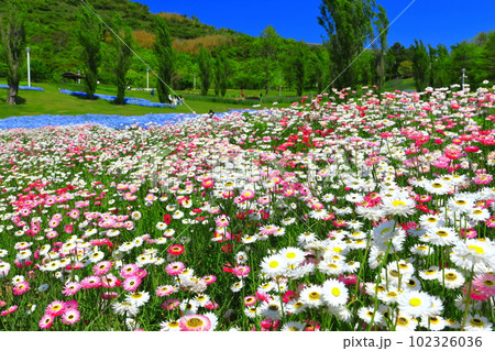 【兵庫県】晴天の国営明石海峡公園のポプラの丘 102326036