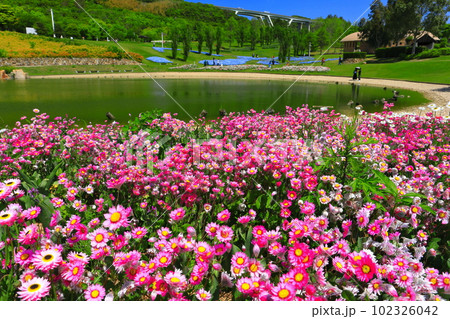 【兵庫県】晴天の国営明石海峡公園の花の中海 102326042