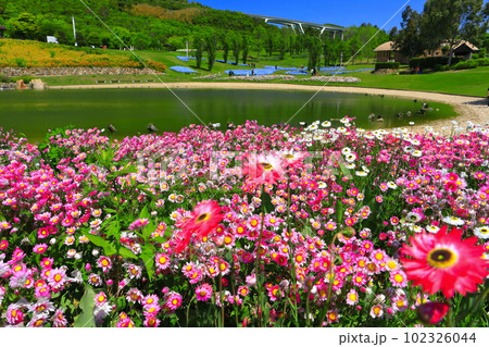 【兵庫県】晴天の国営明石海峡公園の花の中海 【兵庫県】晴天の国営明石海峡公園の花の中海 102326044