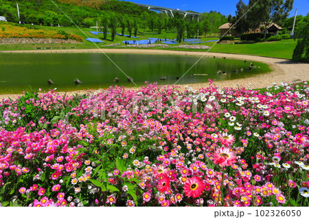 【兵庫県】晴天の国営明石海峡公園の花の中海 102326050