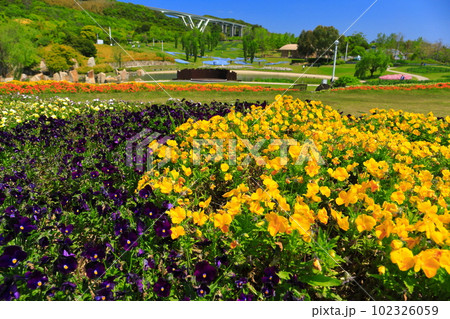 【兵庫県】晴天の国営明石海峡公園の大地の虹 【兵庫県】晴天の国営明石海峡公園の大地の虹 102326059