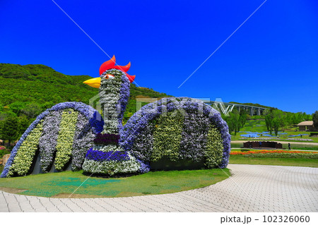 【兵庫県】晴天の国営明石海峡公園の花火鳥 【兵庫県】晴天の国営明石海峡公園の花火鳥 102326060