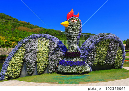 【兵庫県】晴天の国営明石海峡公園の花火鳥 102326063