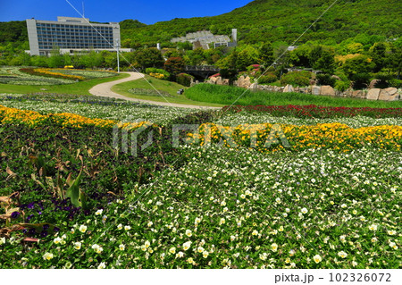 【兵庫県】晴天の国営明石海峡公園の大地の虹 102326072