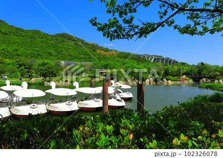 【兵庫県】晴天の国営明石海峡公園の花の中海 102326078