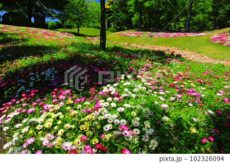【兵庫県】晴天の国営明石海峡公園のリビングストンデージー 102326094