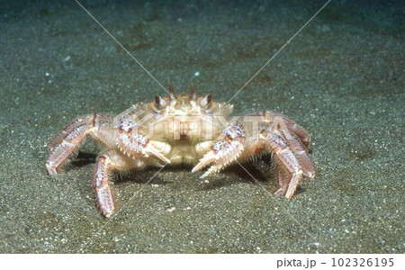 海中のケガニ1 海中のケガニ1 102326195