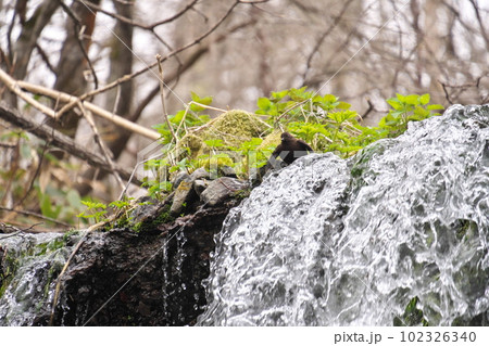北海道西別川系コトンナイ川虹別大滝とカワガラス 北海道西別川系コトンナイ川虹別大滝とカワガラス 102326340