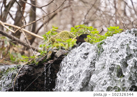 北海道西別川系コトンナイ川虹別大滝とカワガラス 102326344