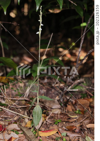 自然　植物　アオジクキヌラン、草丈は十五～三十センチ。春から初夏に白い小さな花をつけます 102326359