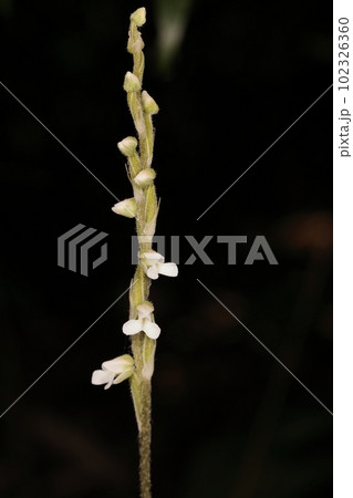 自然　植物　アオジクキヌラン、花は五ミリほどで疎らに五～十個。白い花の中心は緑色がかるようです 102326360