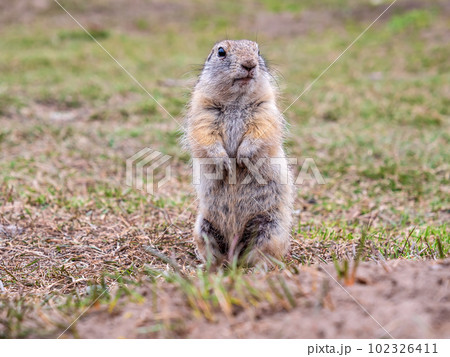 The gopher is standing on its hind legs and looking around. Close-up, portrait of a rodent 102326411