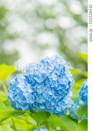 雨上がりの紫陽花 雨上がりの紫陽花 102326432