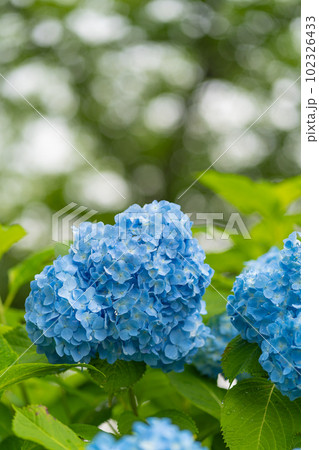 雨上がりの紫陽花 102326433