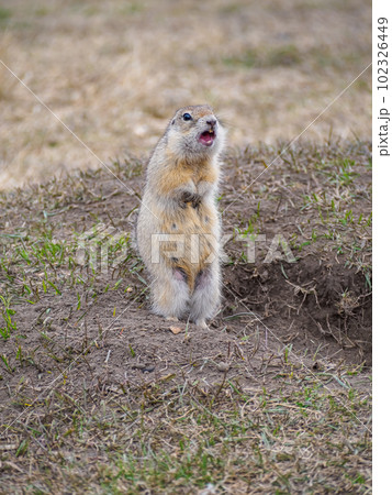 The gopher is standing on its hind legs and looking around. Close-up, portrait of a rodent 102326449