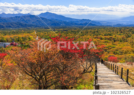 山梨_清里美し森の紅葉絶景 102326527