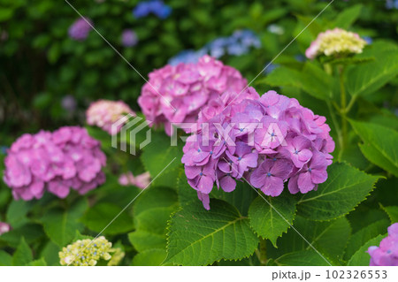 満開の紫陽花 満開の紫陽花 102326553