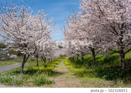 しまばら火張山花公園 - 旧しまばら芝桜公園 102326851