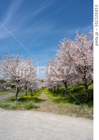 しまばら火張山花公園 - 旧しまばら芝桜公園 しまばら火張山花公園 - 旧しまばら芝桜公園 102326853