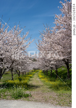 しまばら火張山花公園 - 旧しまばら芝桜公園 102326854