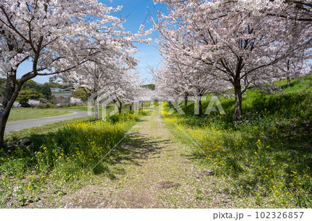 しまばら火張山花公園 - 旧しまばら芝桜公園 102326857