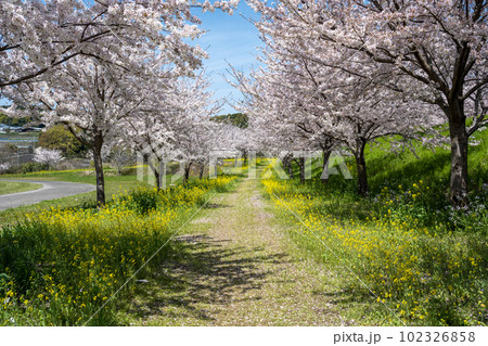 しまばら火張山花公園 - 旧しまばら芝桜公園 102326858