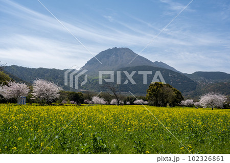 しまばら火張山花公園 - 旧しまばら芝桜公園 102326861