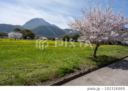しまばら火張山花公園 - 旧しまばら芝桜公園 102326869