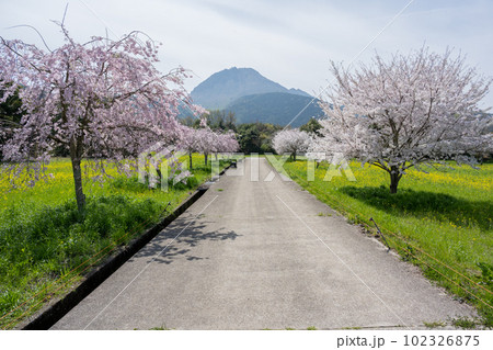 しまばら火張山花公園 - 旧しまばら芝桜公園 102326875