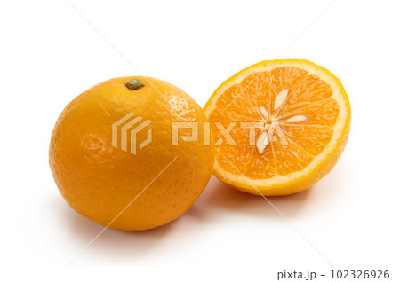 ニューサマーオレンジ ニューサマーオレンジ 102326926