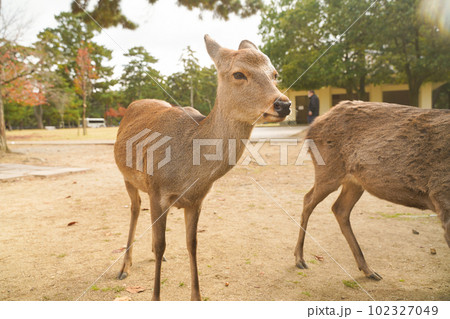 奈良公園の穏やかな鹿と四季折々の美しい風景 奈良公園の穏やかな鹿と四季折々の美しい風景 102327049