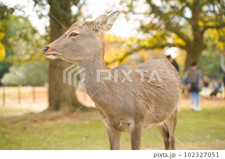 奈良公園の穏やかな鹿と四季折々の美しい風景 奈良公園の穏やかな鹿と四季折々の美しい風景 102327051