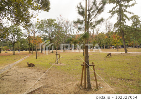 奈良公園の穏やかな鹿と四季折々の美しい風景 奈良公園の穏やかな鹿と四季折々の美しい風景 102327054