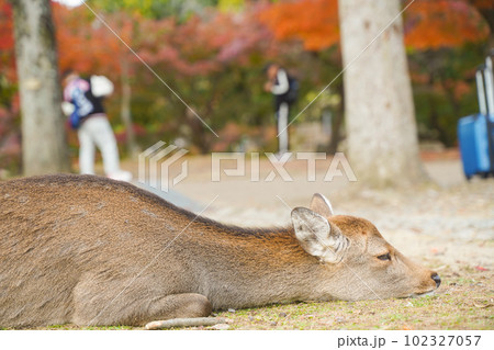 奈良公園の穏やかな鹿と四季折々の美しい風景 奈良公園の穏やかな鹿と四季折々の美しい風景 102327057