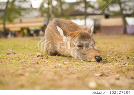 奈良公園の穏やかな鹿と四季折々の美しい風景 102327104