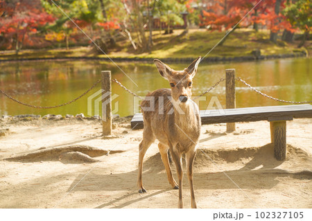 奈良公園の穏やかな鹿と四季折々の美しい風景 奈良公園の穏やかな鹿と四季折々の美しい風景 102327105
