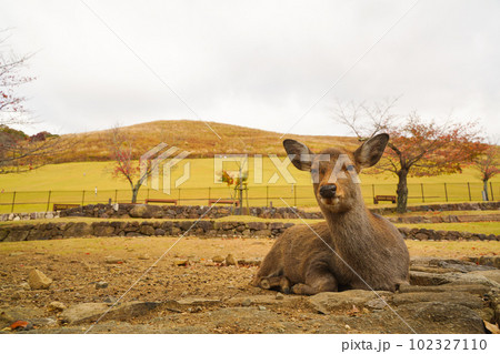若草山の豊かな自然と鹿の穏やかな風景 102327110
