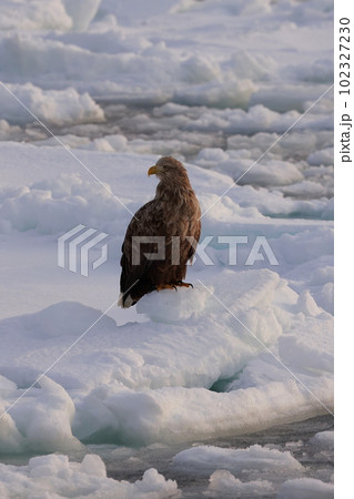 流氷に乗るオオワシ 102327230