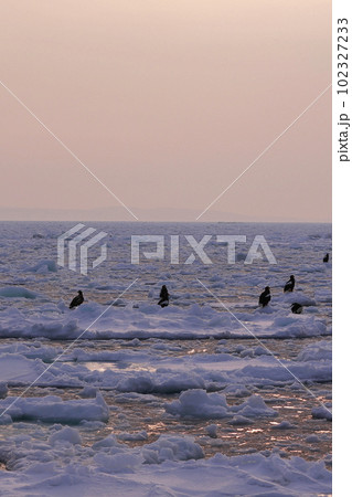 流氷に乗るオオワシ 流氷に乗るオオワシ 102327233