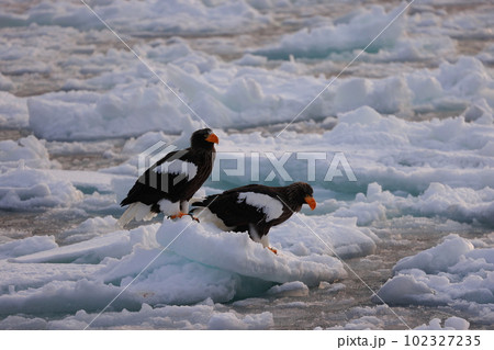 流氷に乗るオオワシ 102327235