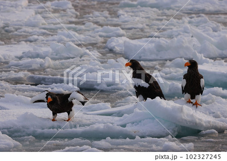 流氷に乗るオオワシ 102327245